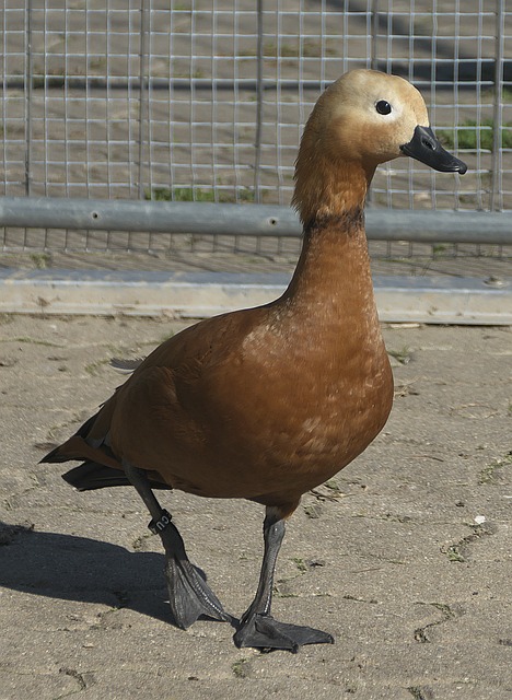 增加Pri
