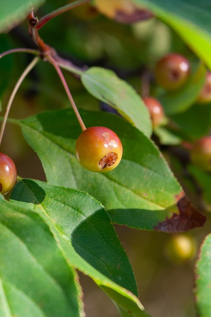 多低位单打 多低位单打